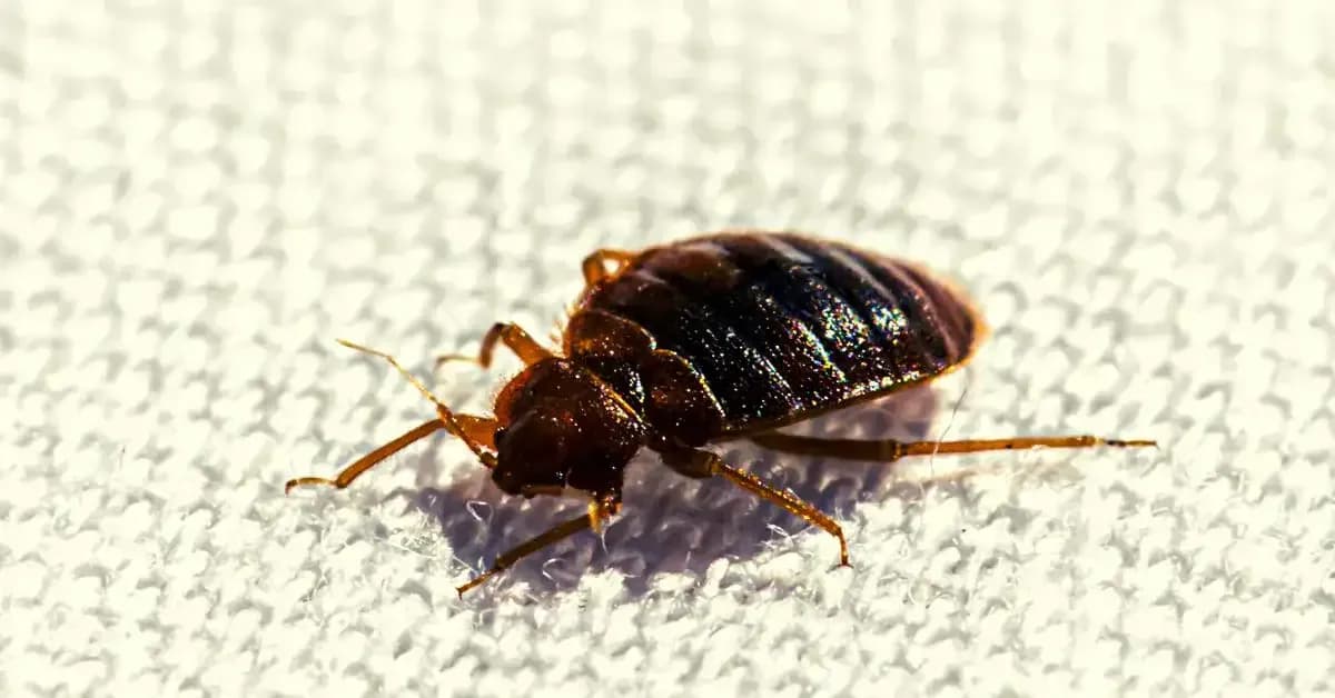 Jak się rozmnażają pluskwy i co musisz o tym wiedzieć