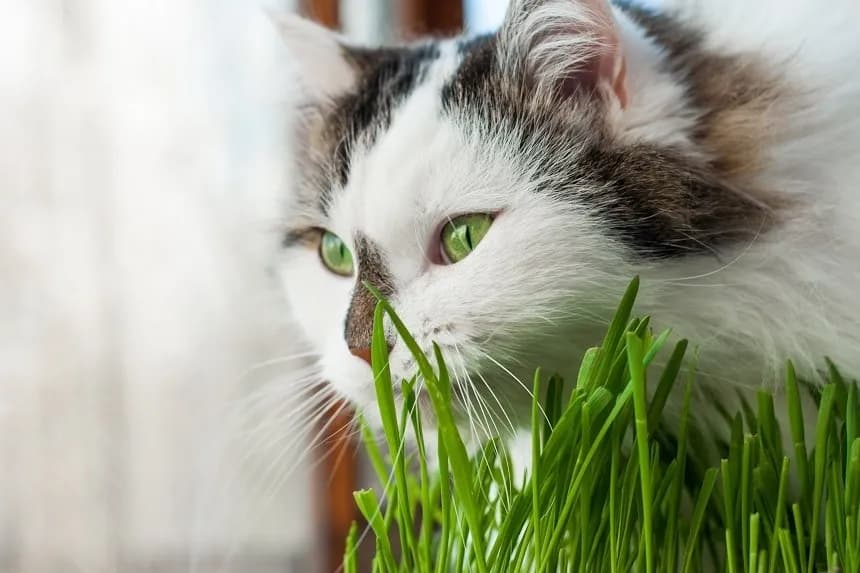 Czy koty mogą jeść owies? Bezpieczne porady i ważne zasady