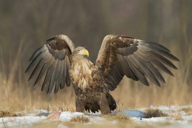 Czym się żywi orzeł? Zaskakujące fakty o diecie tych ptaków drapieżnych