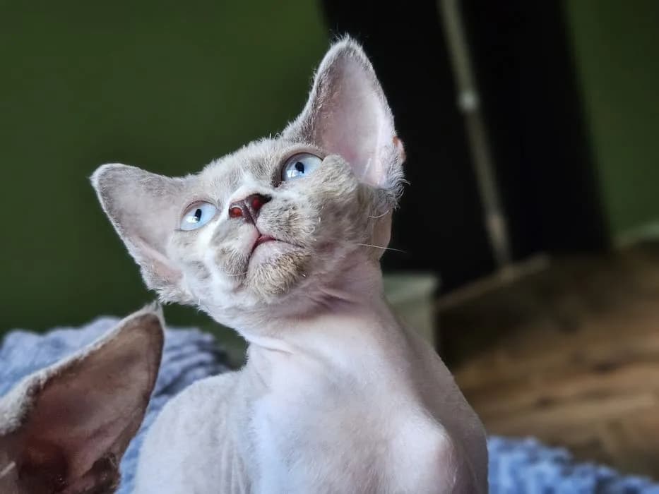 Gdzie znaleźć devon rex za darmo? Sprawdź oferty w Lublinie