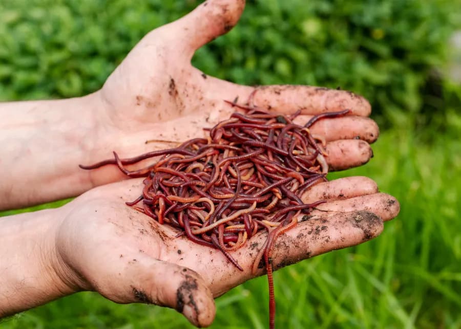 Jak szybko rozmnażają się dżdżownice kalifornijskie? Oto kluczowe fakty