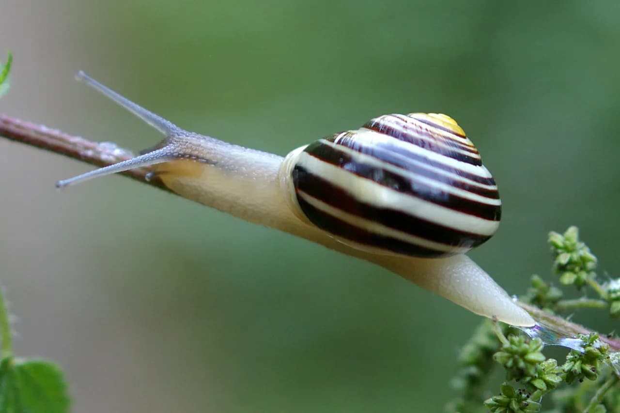 Jak rozmnażają się mięczaki? Odkryj fascynujące strategie ich życia