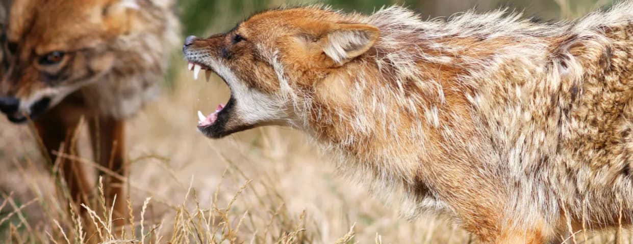 Szakal złocisty czym się żywi – poznaj jego zaskakującą dietę