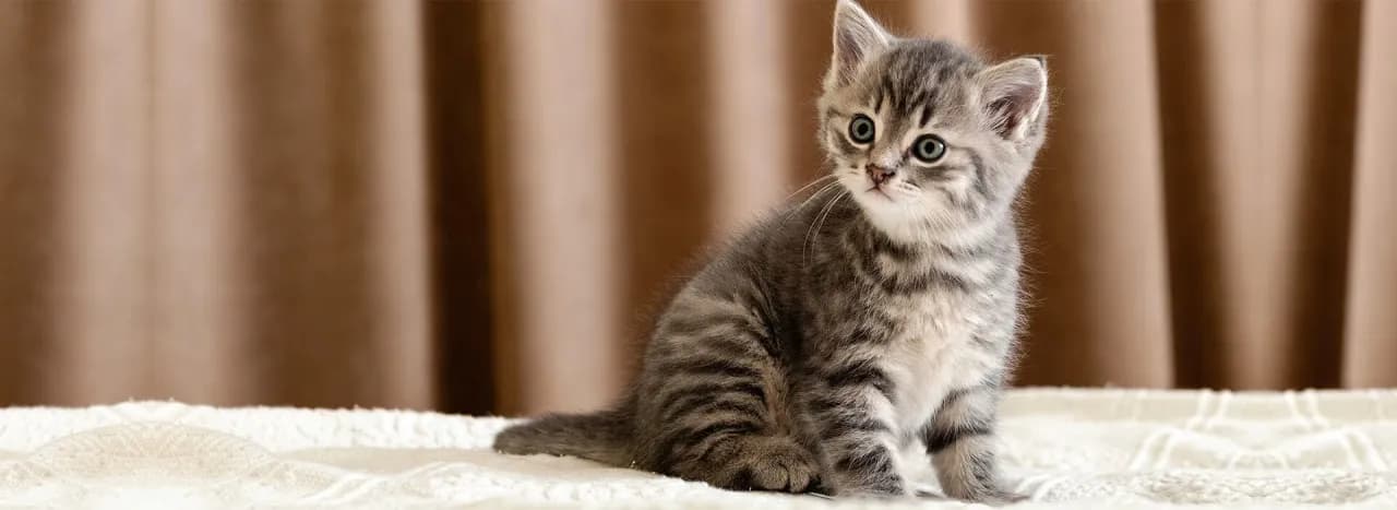 Czy małego kotka można kąpać? Oto, co musisz wiedzieć