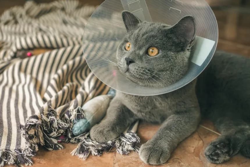 Czy kotka po sterylizacji ma ruję? Oto, co musisz wiedzieć