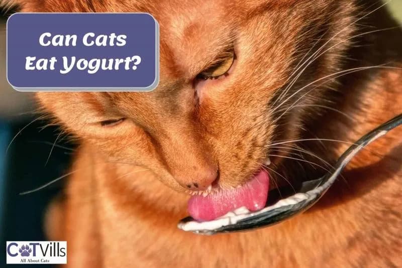 Czy koty mogą jeść jogurt? Bezpieczne opcje i ryzyko dla zdrowia