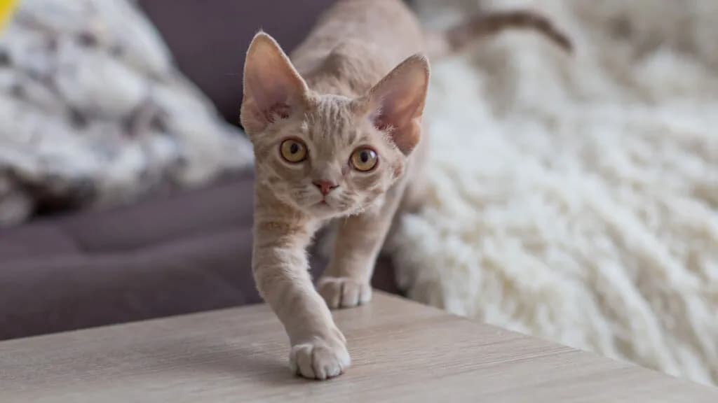 Ile kosztuje Devon Rex? Ceny kociąt i ukryte wydatki na kota