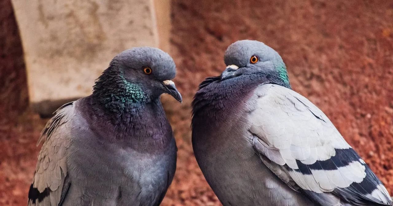Jak gołębie się rozmnażają? Odkryj zaskakujący proces lęgów