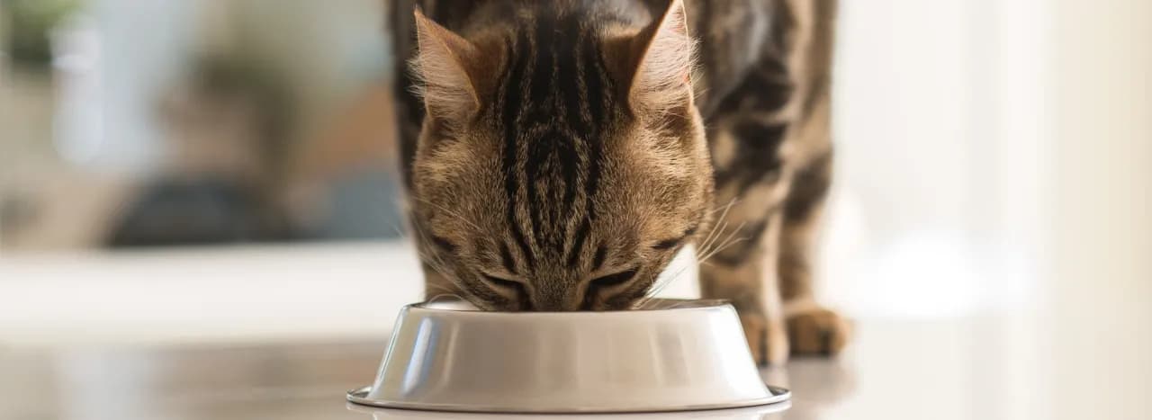 Czy koty mogą jeść surowe mięso? Odkryj zagrożenia i korzyści