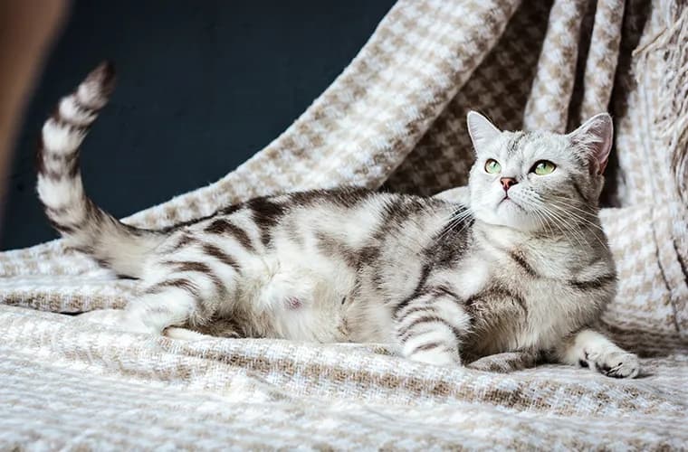 Jak sprawdzić czy kotka jest w ciąży - objawy i badania, które pomogą