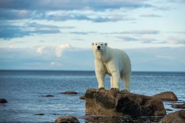 Niedźwiedź polarny czym się żywi: tajemnice diety i polowań