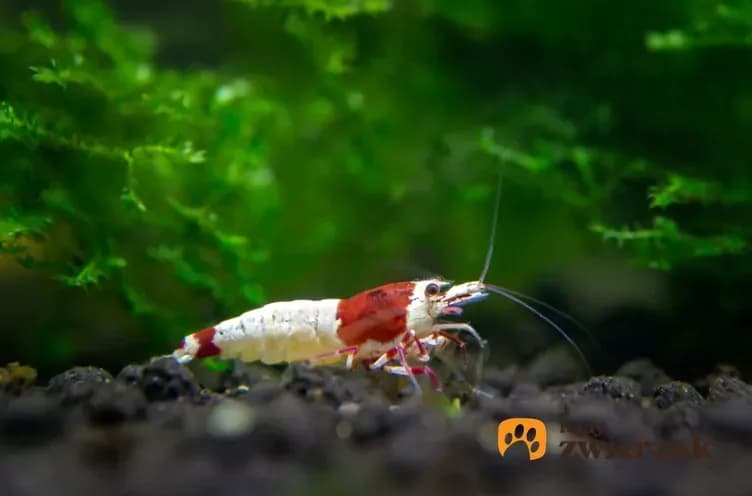 Jak się rozmnażają krewetki akwariowe - kluczowe warunki i porady