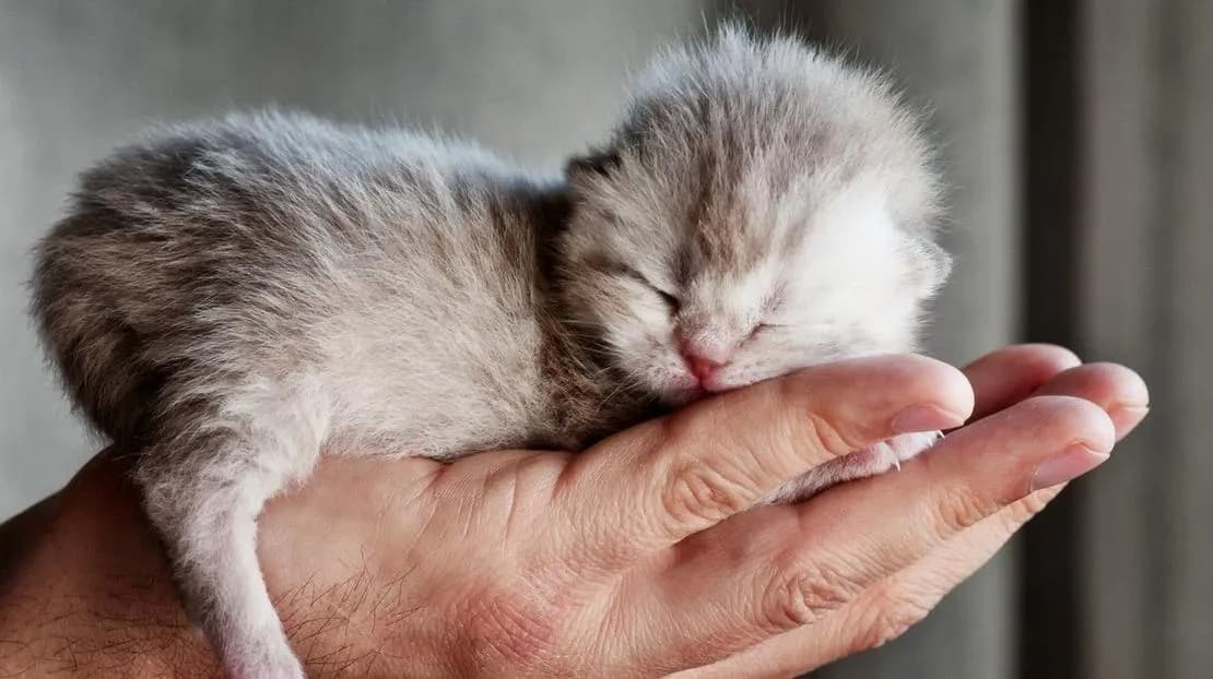 Jak wyglądają małe kotki? Odkryj ich urok i wyjątkowe cechy