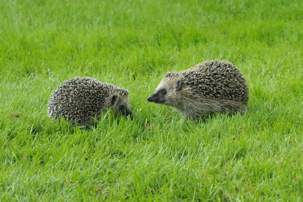 Jak jeże się rozmnażają - fascynujący proces życia tych zwierząt