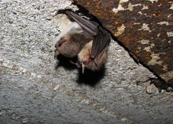 Jak rozmnażają się nietoperze? Fascynujący proces ich reprodukcji