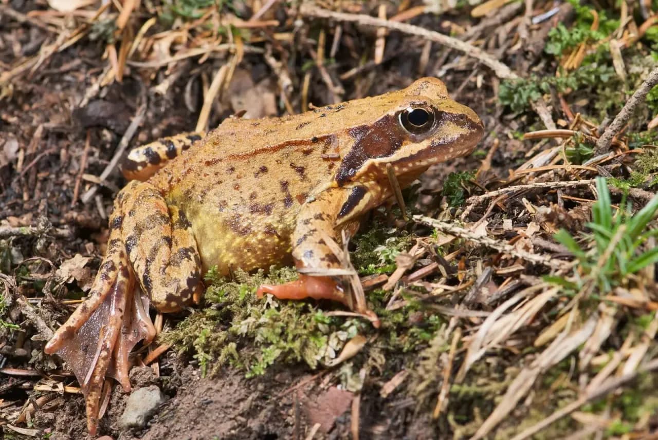 Czym się żywi żaba trawna? Zaskakujące fakty o jej diecie