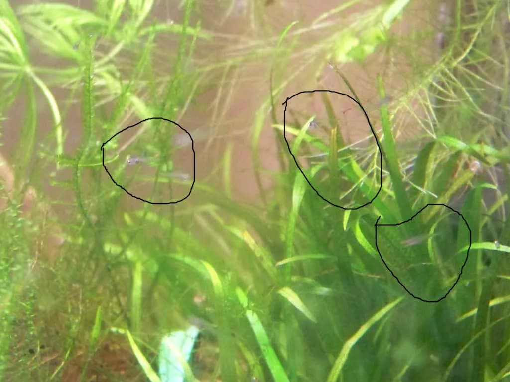 Jak rozmnażają się rybki danio - proste kroki do sukcesu w akwarium