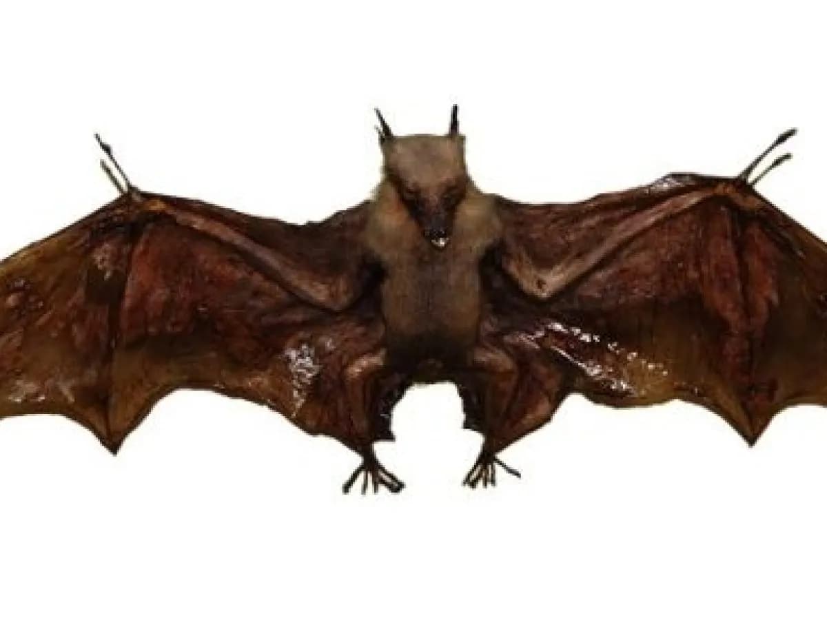 Nietoperz czym się żywi - odkryj ich zaskakującą dietę i zwyczaje