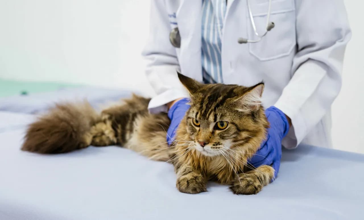 Niepokojące objawy po sterylizacji kotki – co może być nie tak?