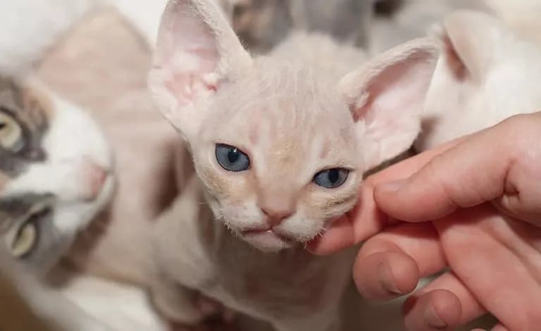 Oddam devon rexa – jak zaadoptować kota tej rasy za darmo