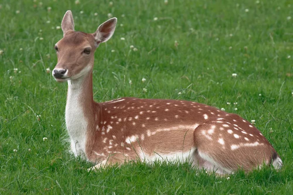 Czym żywi się sarna? Odkryj sekrety diety tych zwierząt
