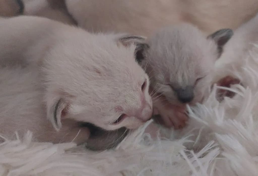 Gdzie znaleźć koty tonkijskie w Warszawie? Sprawdź hodowle i oferty