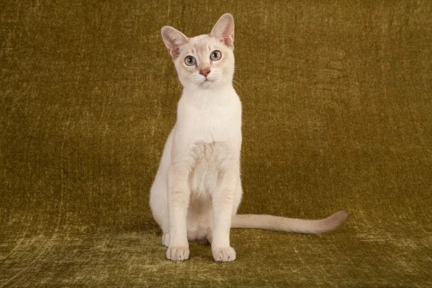 Kot tonkijski kolor miodowy: piękno i cechy, które zachwycają