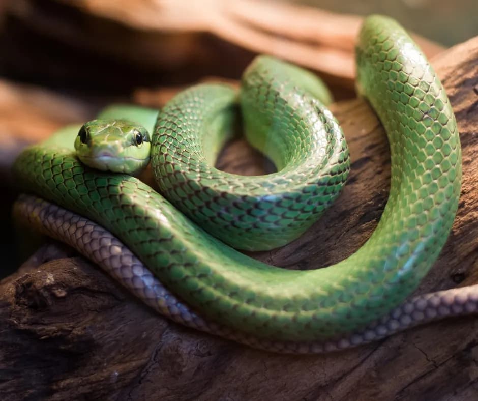 Czym żywią się węże? Odkryj ich zaskakującą dietę i zwyczaje