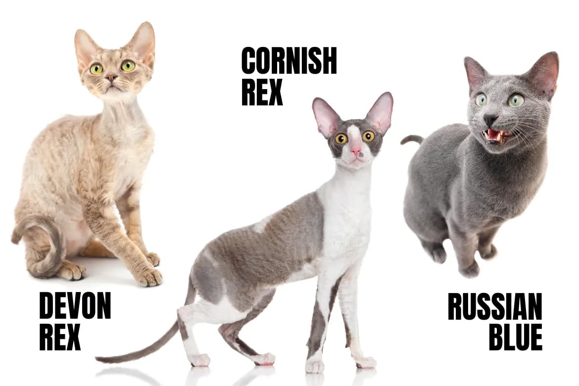 Devon Rex alergia – czy to kot dla alergików? Sprawdź, co musisz wiedzieć