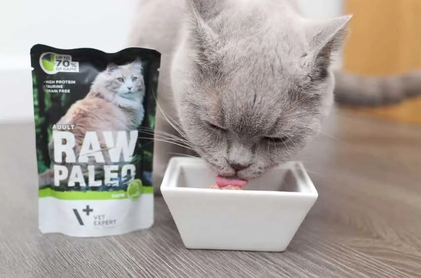 Jak prawidłowo karmić kota tonkijskiego dla zdrowia i witalności