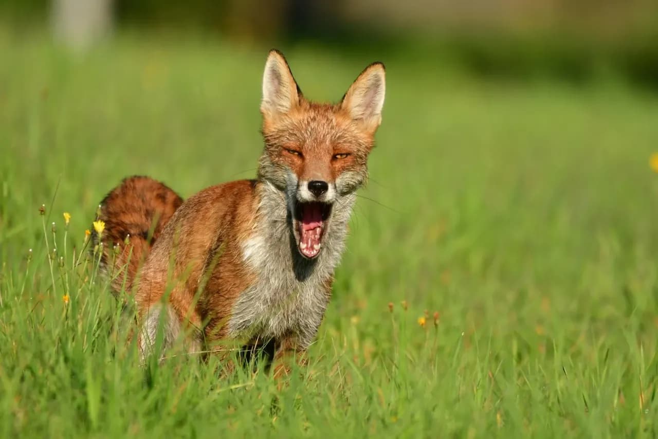 Czym żywi się lis? Zaskakujące fakty o diecie lisa w naturze