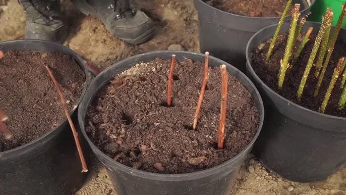 Jak rozmnażają się drzewa? Odkryj skuteczne metody i porady