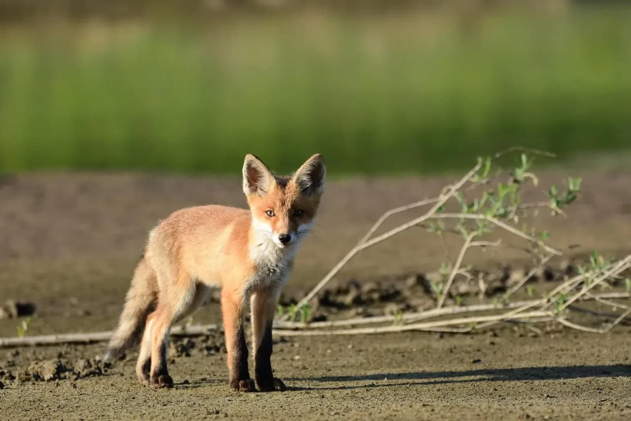 Czym się żywi lis pospolity? Zaskakujące fakty o jego diecie