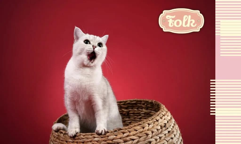 Jak pomóc kotce w rui: skuteczne sposoby na złagodzenie dyskomfortu