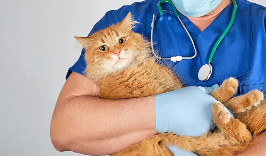 Ile trwa ciąża u kotki? Odkryj zaskakujące fakty i różnice