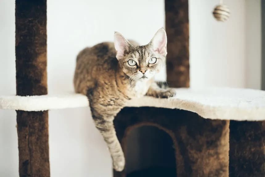 Adopcja kotów Devon Rex - co musisz wiedzieć przed podjęciem decyzji