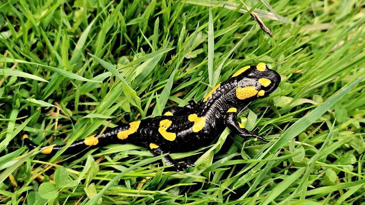Co naprawdę je salamandra? Zaskakujące fakty o jej diecie