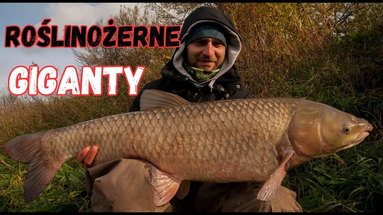 Czym się żywi amur - sekrety diety, które zaskoczą każdego akwarystę