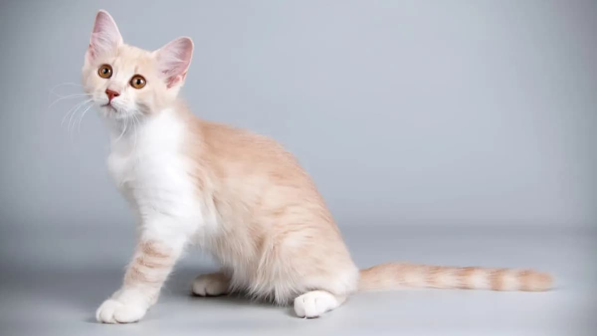 Kot Afrodyty cena – ile naprawdę kosztują kocięta tej rasy?