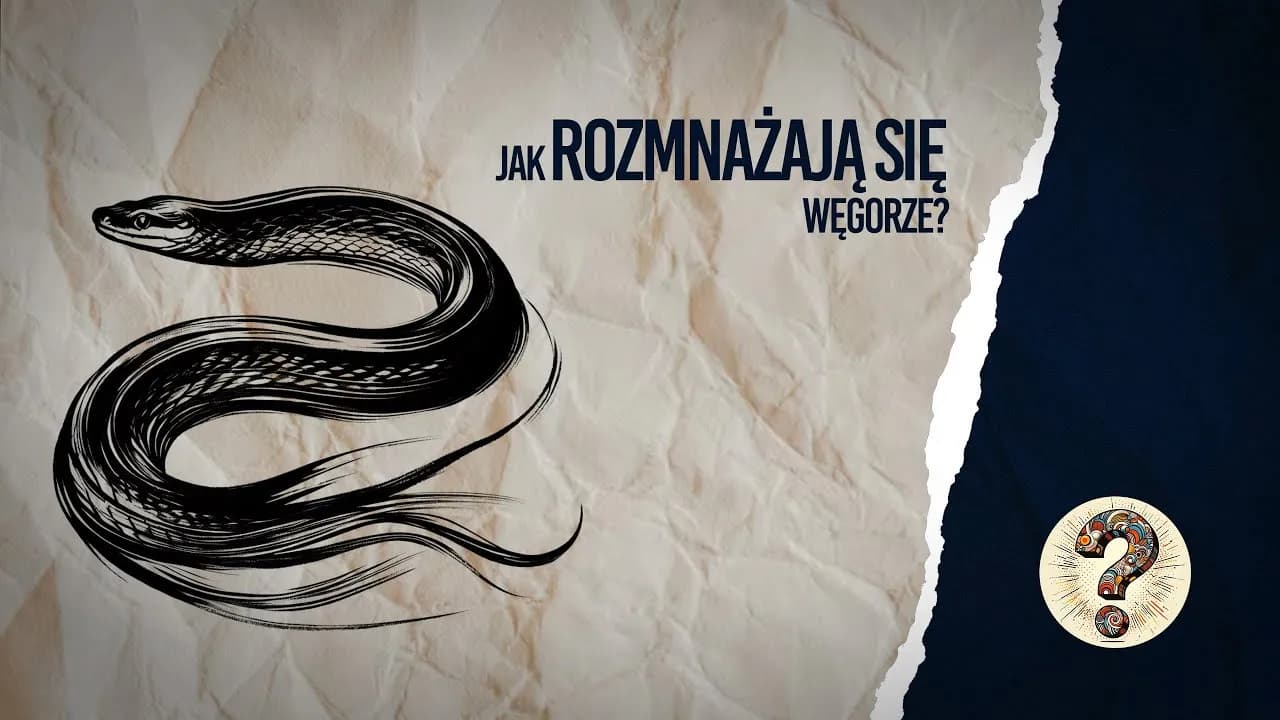 Jak rozmnażają się węgorze? Tajemnice ich niezwykłego cyklu życia