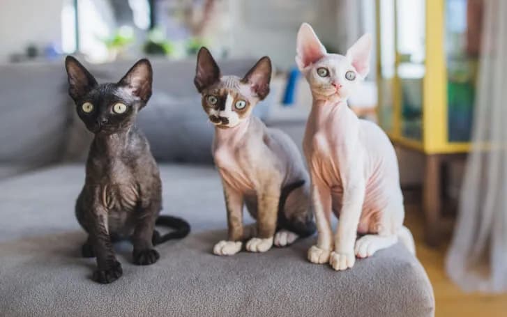 Niebieski Devon Rex – wyjątkowy kot o niezwykłym charakterze i urodzie