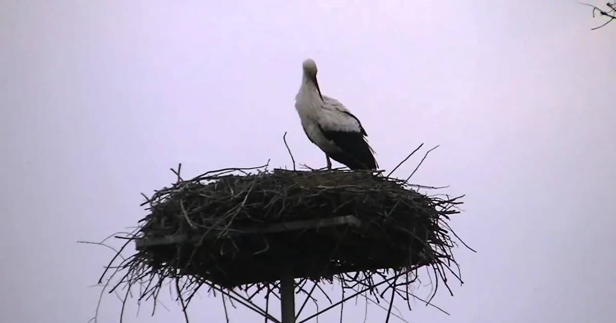 Jak rozmnażają się bociany - sekrety ich niezwykłego życia lęgowego