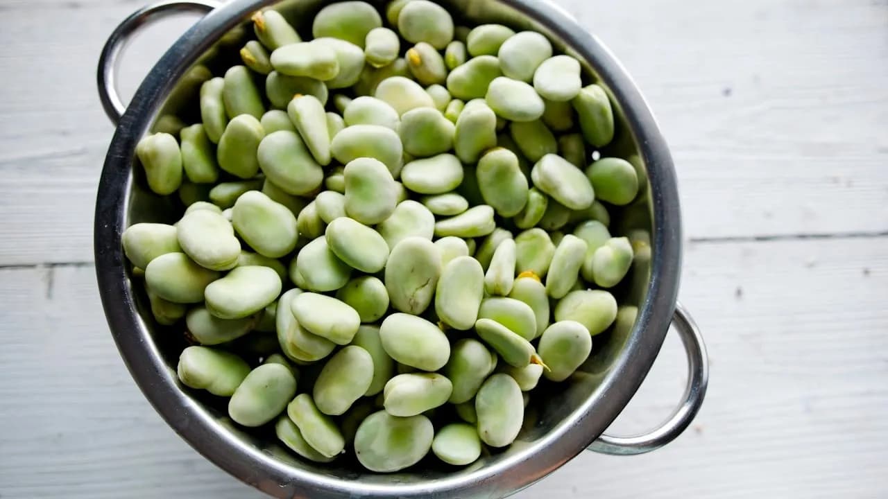 Czy koty mogą jeść bób? Bezpieczne zasady i ryzyka dla zdrowia