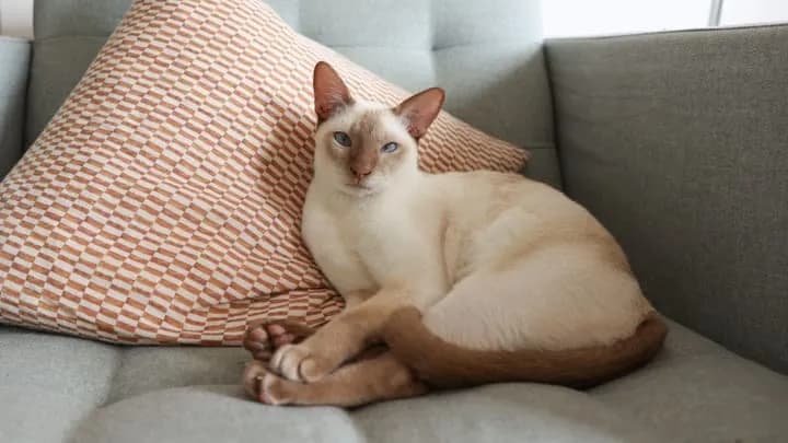 Tonkijski kot cena – co wpływa na koszty i jak uniknąć wysokich wydatków?