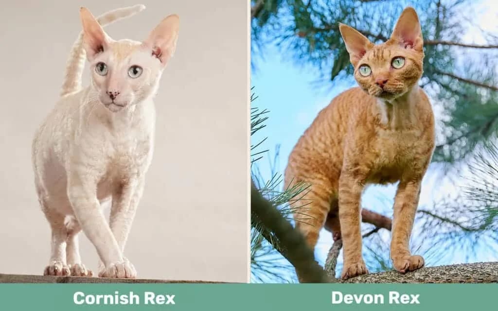 Cornish Rex vs Devon Rex: Który kot jest lepszym wyborem?