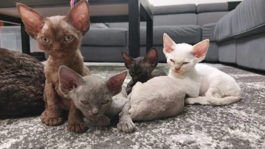 Devon Rex koty – jak dbać o ich zdrowie i niezwykły charakter?