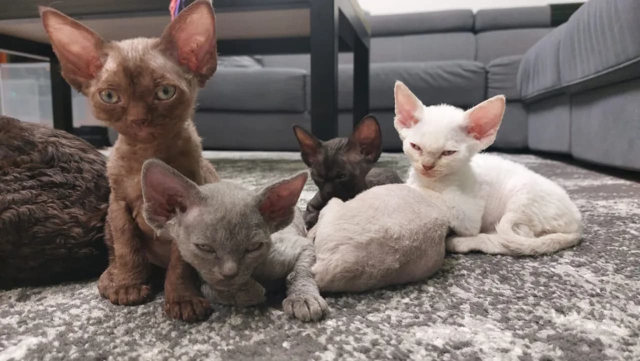 Szary Devon Rex: tajemnice koloru, cechy i pielęgnacja kotów