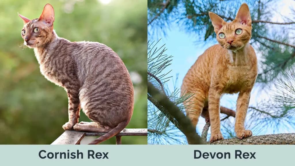 Cornish Rex a Devon Rex: Kluczowe różnice, które musisz znać
