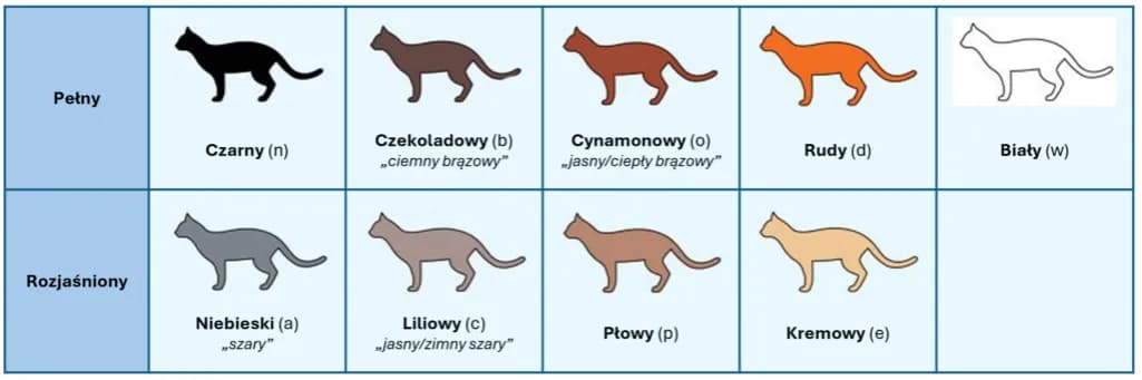 Umaszczenie Devon Rex: Odkryj niezwykłe kolory i wzory tej rasy
