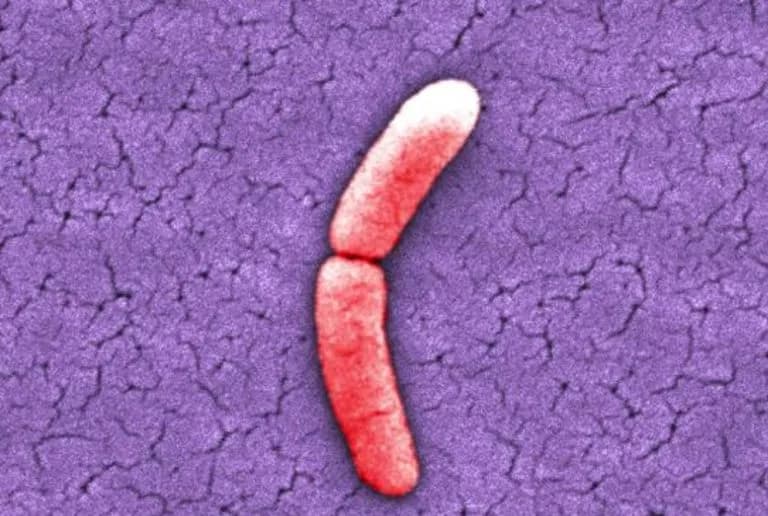Jak rozmnażają się bakterie? Odkryj tajemnice ich reprodukcji